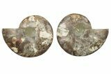 Cut & Polished, Agatized Ammonite Fossil - Madagascar #200022-1